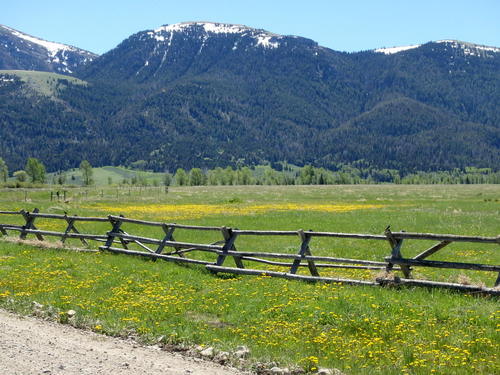 GDMBR: A beautiful field of Dandelions.